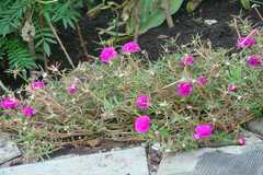 Portulaca grandiflora